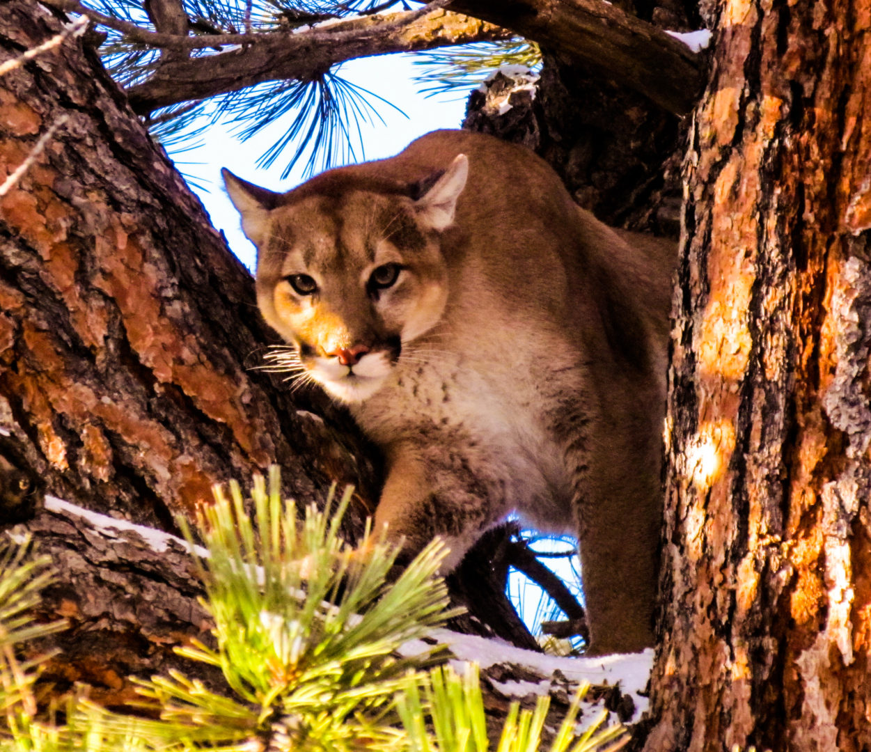 OUR WORK WITH COUGARS – Bodhi Wildlife Conservation Specialists